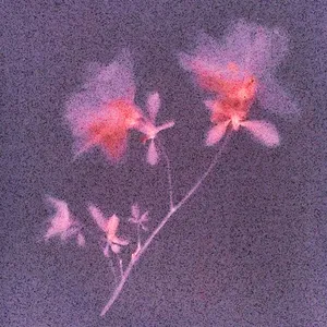 Velours