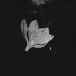 track-artwork